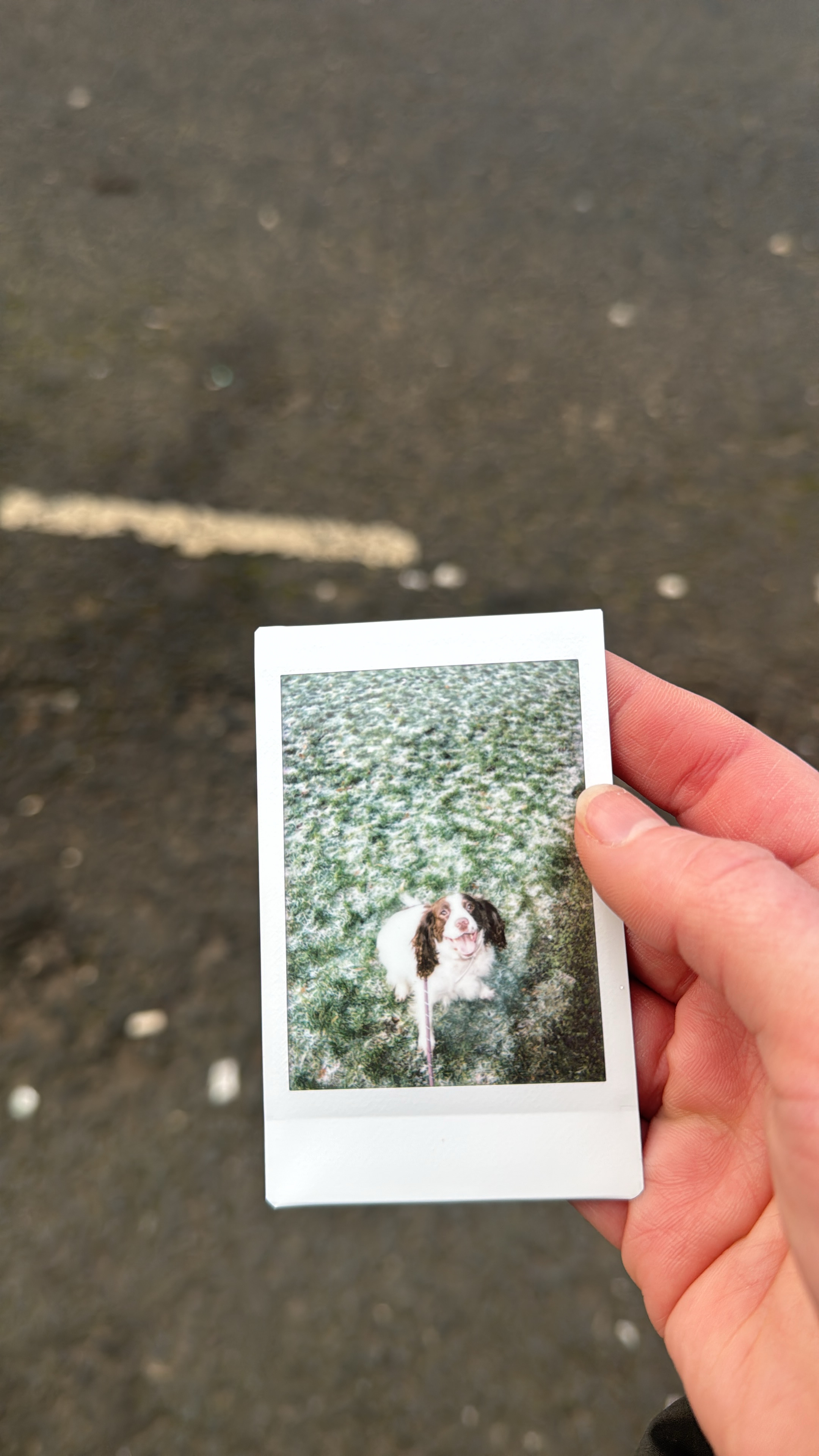 Travieso Perro gallery photo
