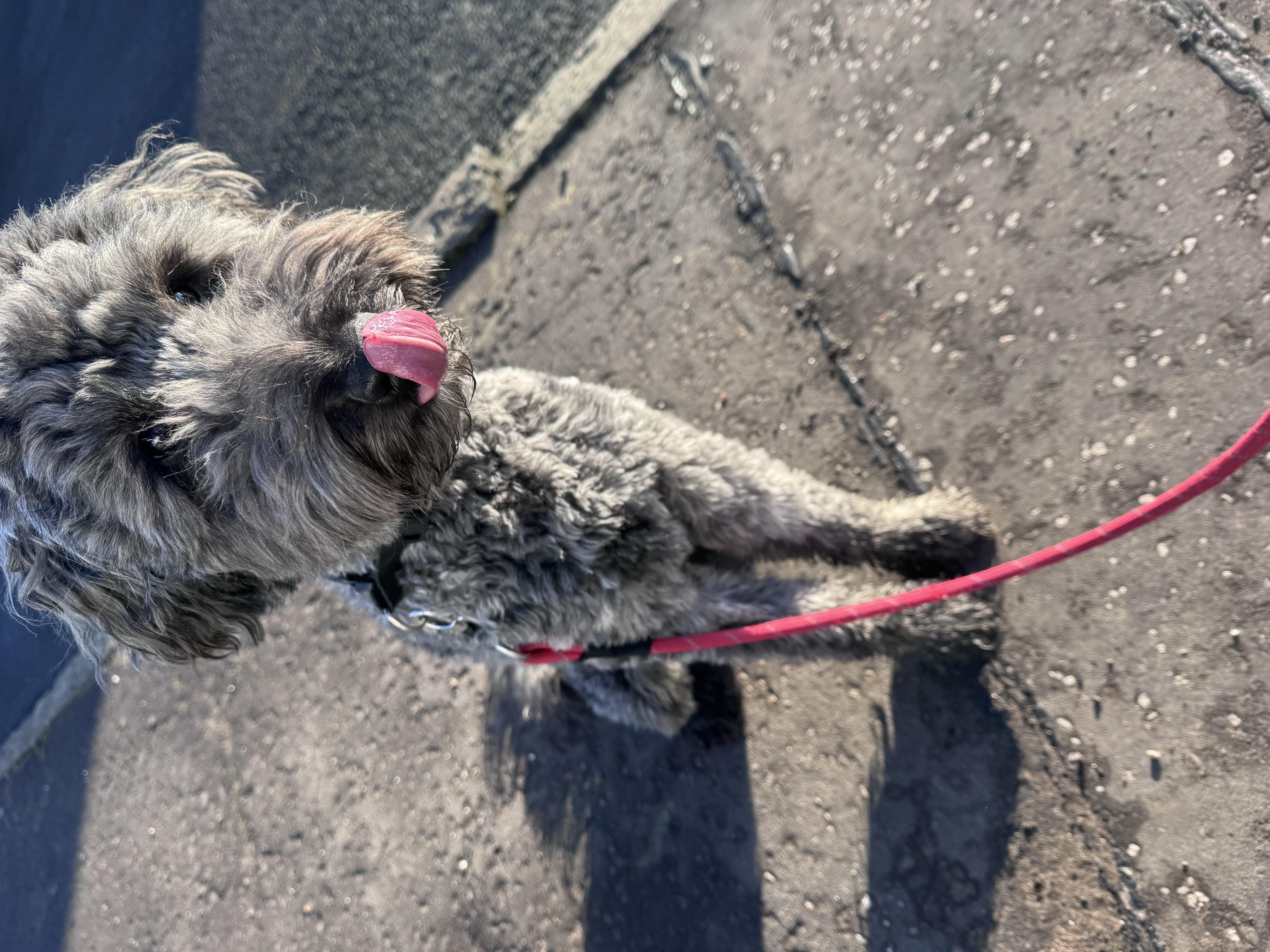 Travieso Perro gallery photo