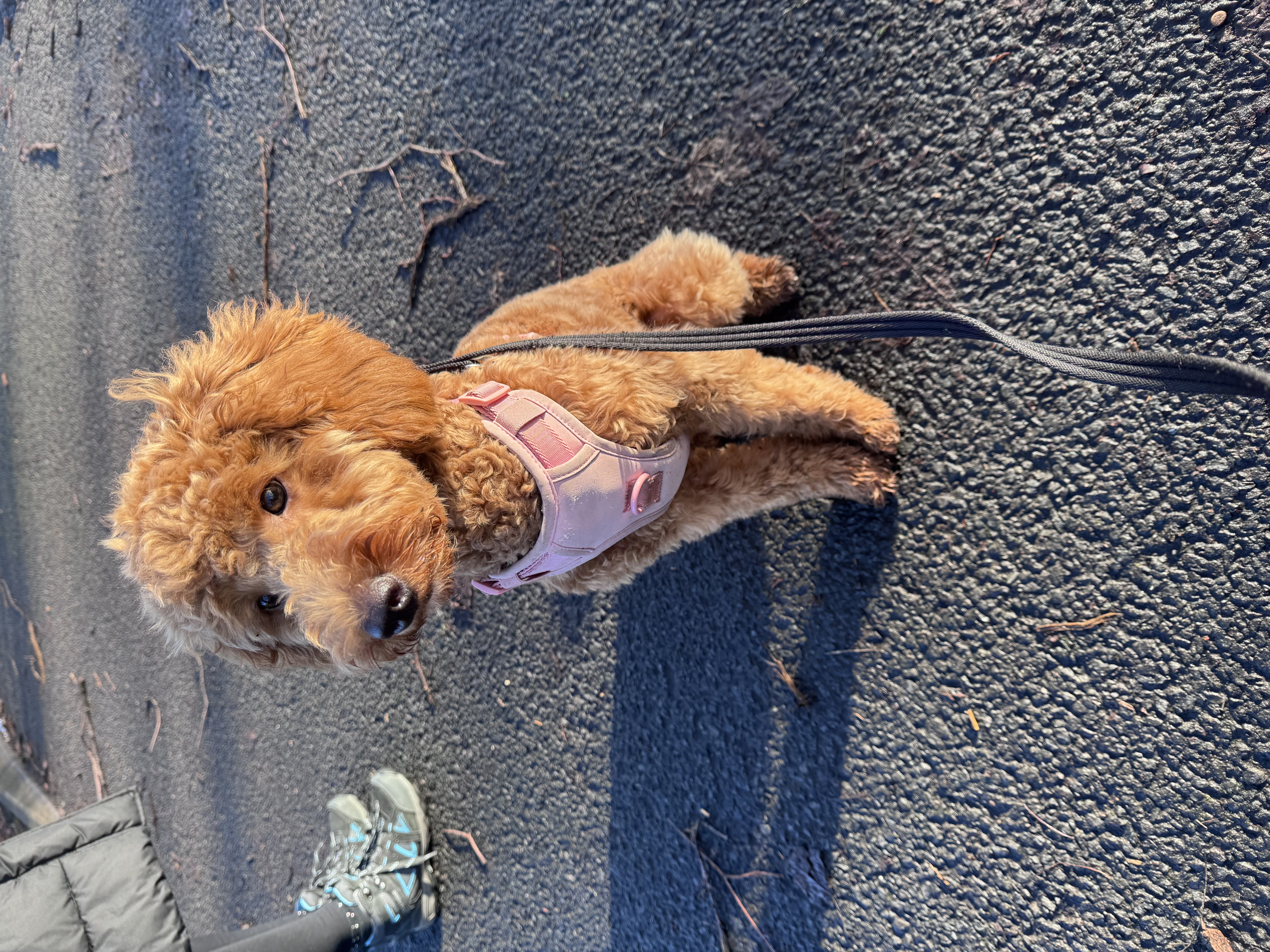 Travieso Perro gallery photo